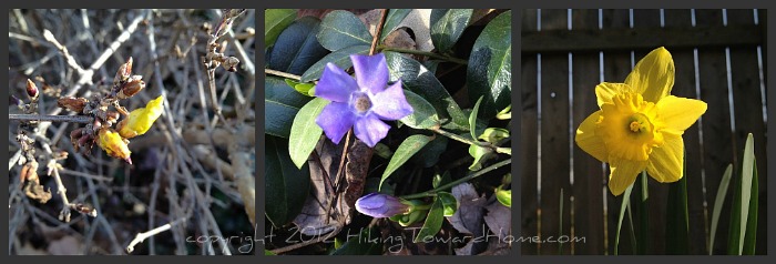Picnik collageblooms700pxw