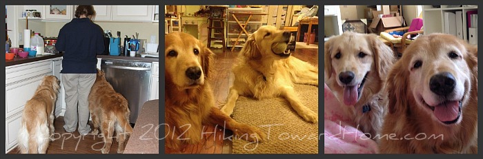Picnik collagedogs700pxw