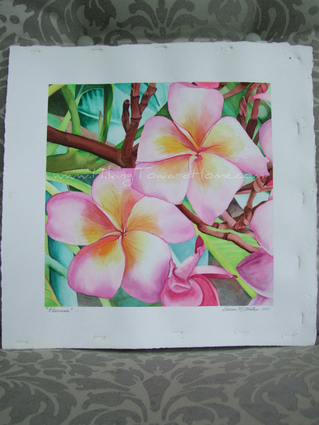 Plumeria-1