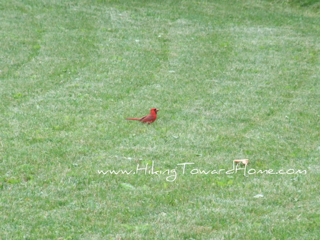 cardinalredagainstgreen
