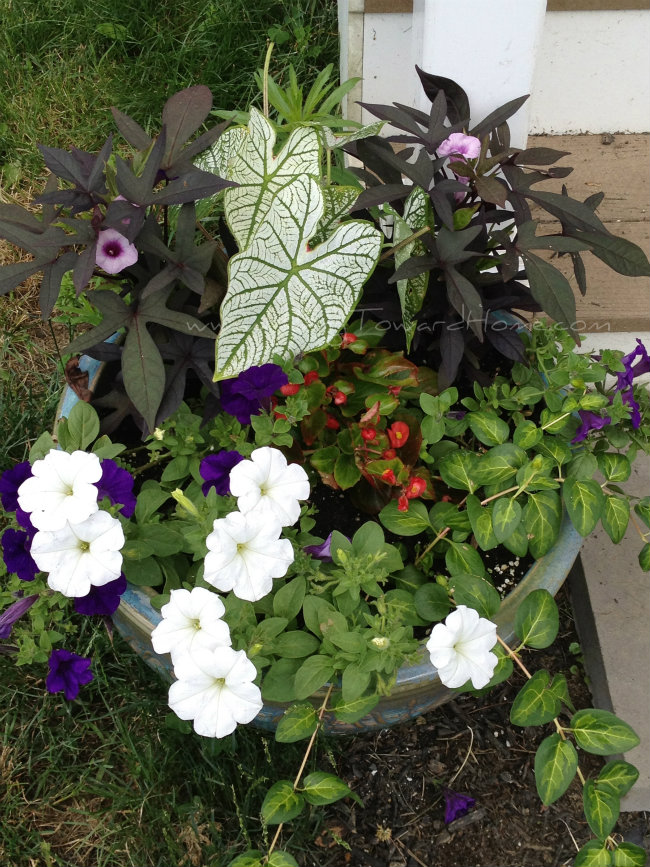 containergarden