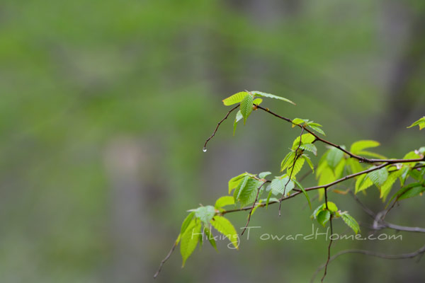 waterdrop