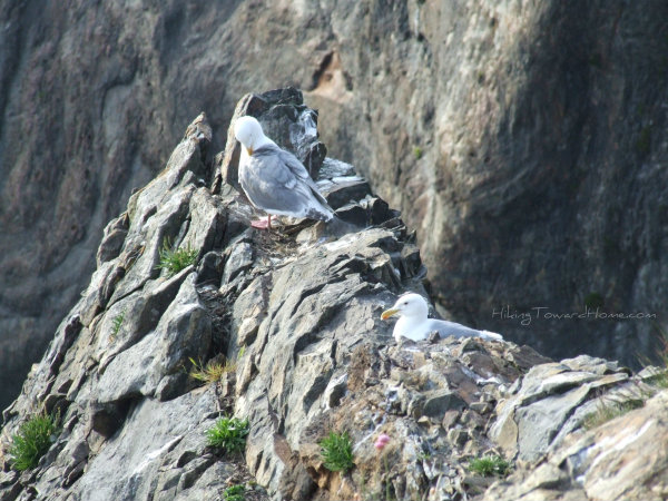 closeupBirdsCF