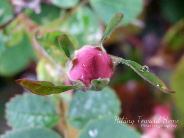 Rosebud