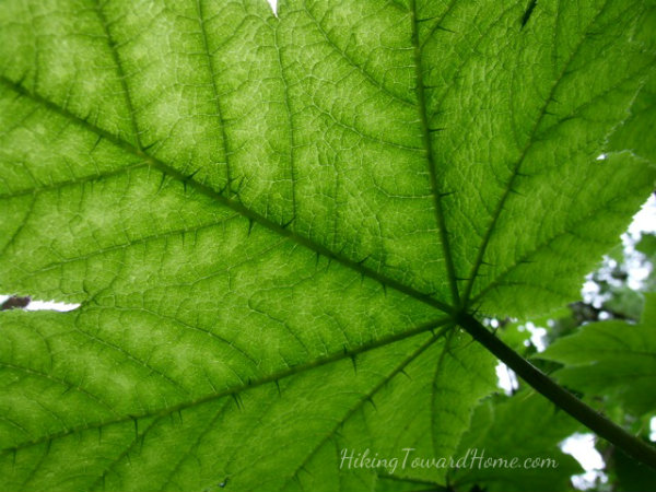 leafwiththorns