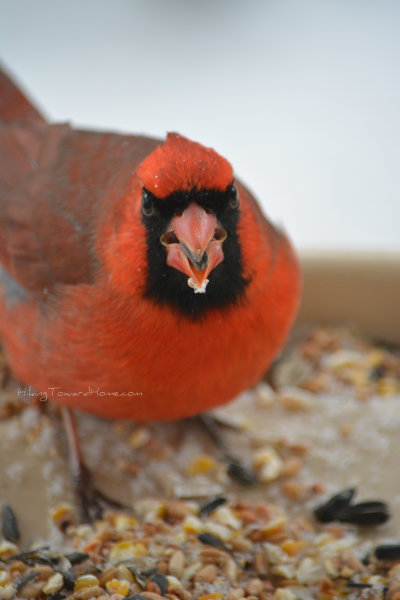 angrycardinal
