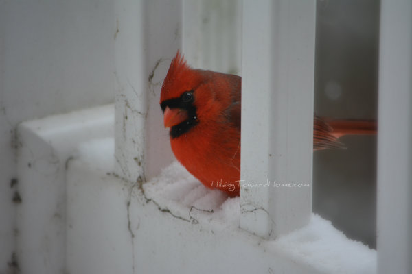 cardinal_peekaboo
