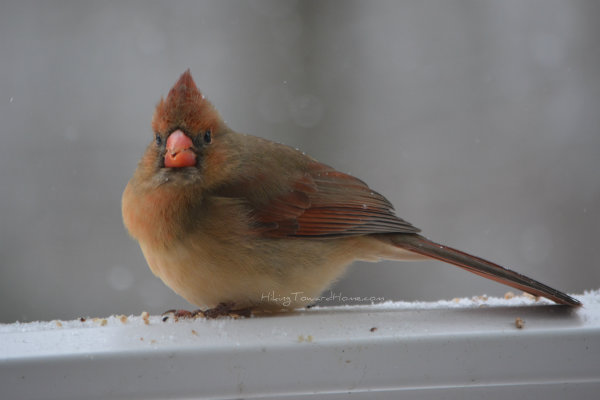 female_cardinal