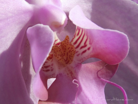 Fuschia_orchid