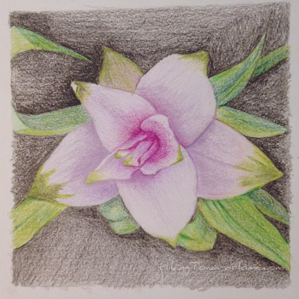 drawingpinkonblack