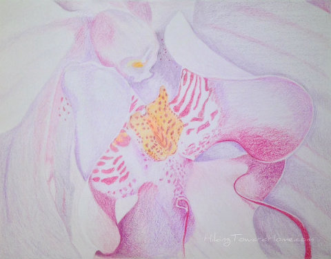 orchid_drawing_fushia