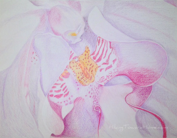 orchid_drawing_fushia