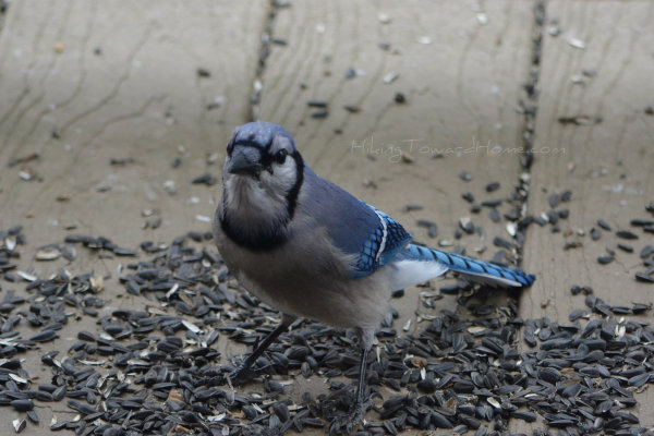 Bluejay