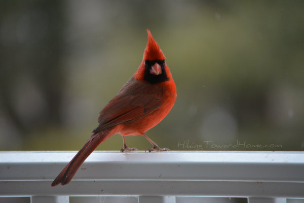 Cardinal_strut