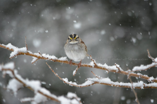 bird
