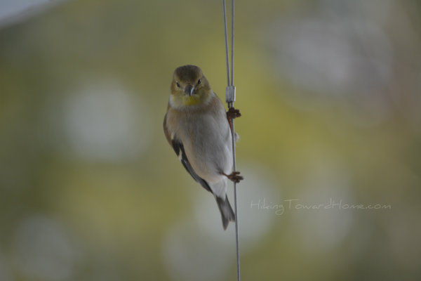 birdonawire