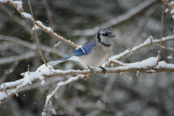 bluejay_branch